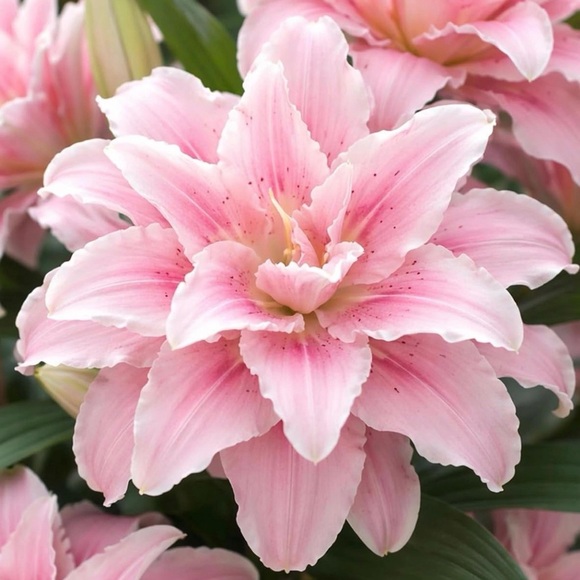 lilyblooms_02
